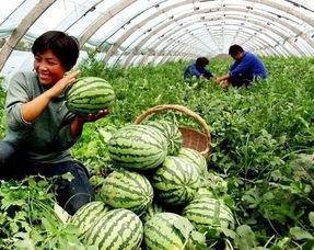 长沙花店吃瓜爆料事件,一场意外的网络热议